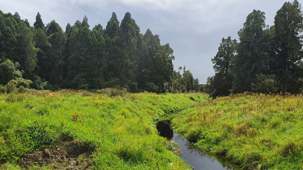 Hokitika planting project